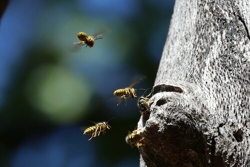 iNaturalist observation photo of Western Yellowjacket