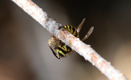 iNaturalist observation photo of Western Yellowjacket