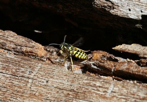 iNaturalist observation photo of Western Yellowjacket