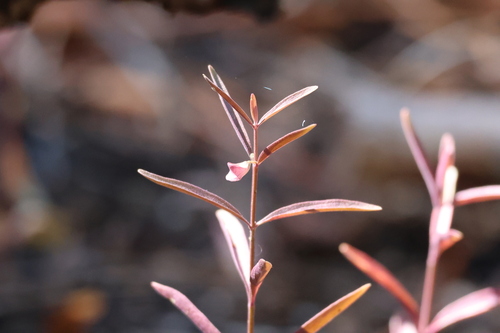 iNaturalist observation photo of Grayleaf Skullcap