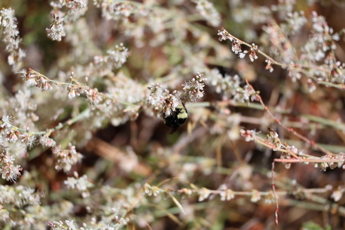 iNaturalist observation photo of Wright's buckwheat