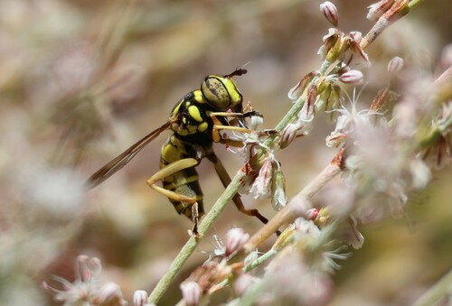 iNaturalist observation photo of Foxlee's Hornet Fly