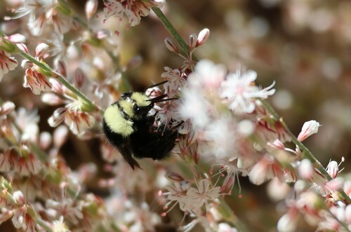 iNaturalist observation photo of Yellow-faced Bumble Bee