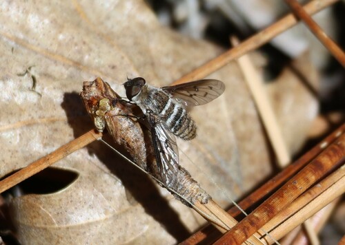 iNaturalist observation photo of Lepidanthrax