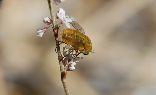 iNaturalist observation photo of Lordotus