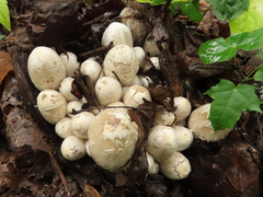 Coprinopsis strossmayeri