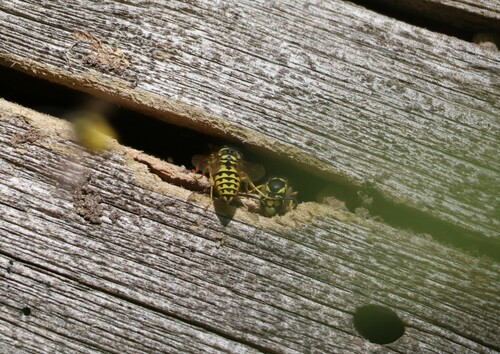 iNaturalist observation photo of Western Yellowjacket