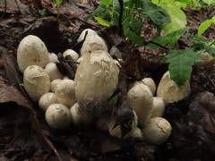 Coprinopsis strossmayeri