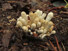 Coprinopsis strossmayeri