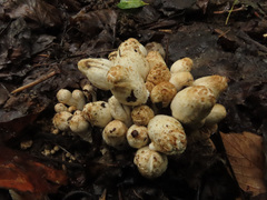Coprinopsis strossmayeri