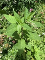 Phytolacca americana