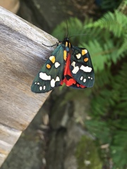 Callimorpha dominula