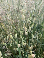 Avena sativa