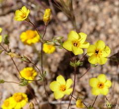 Leptosiphon chrysanthus