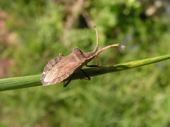 Enoplops scapha