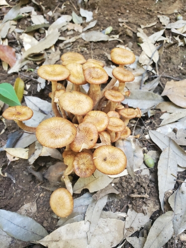 Desarmillaria tabescens