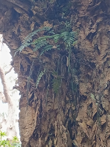 Egyptian spleenwort (Asplenium aethiopicum)