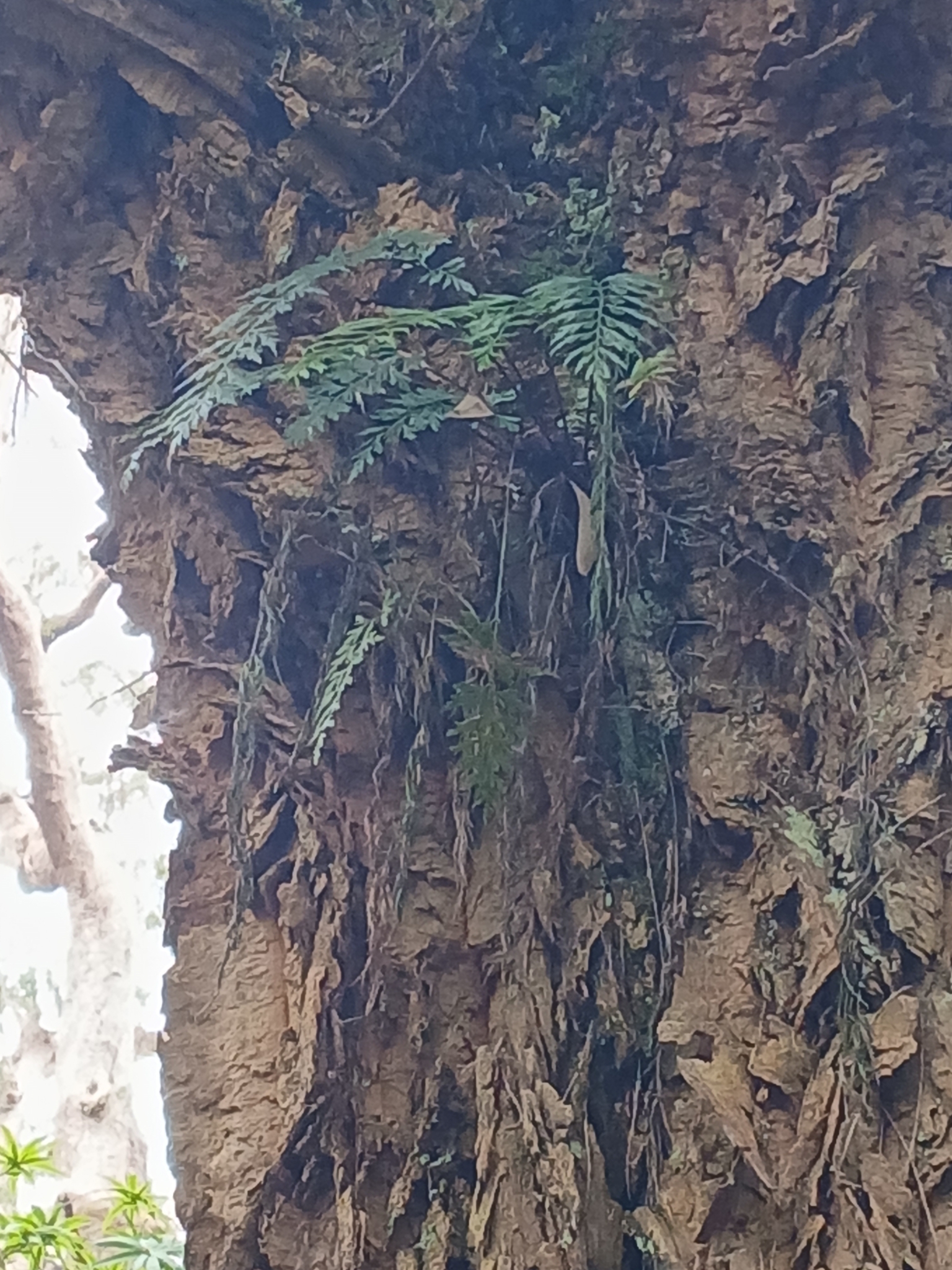 Asplenium aethiopicum