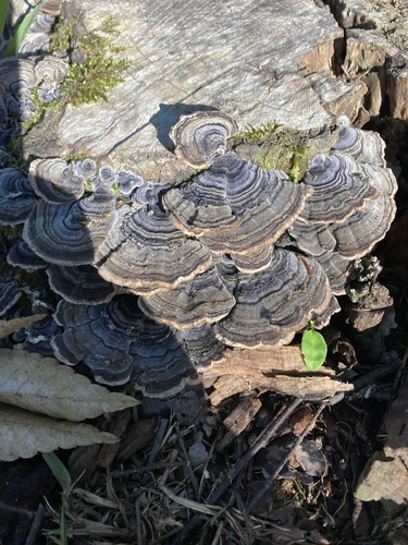 Trametes versicolor