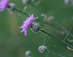 Centaurea stoebe australis