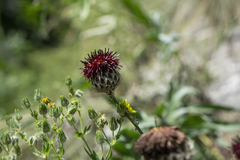 Centaurea calocephala