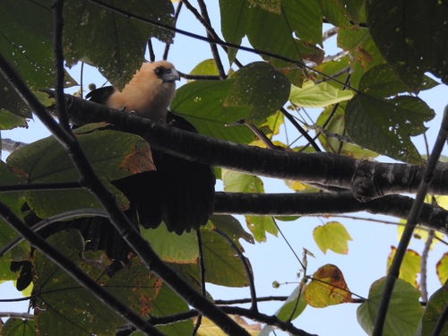 Centropus milo, 2019-06-19