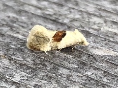 Phalonidia straminoides