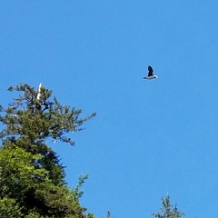 Fratercula corniculata