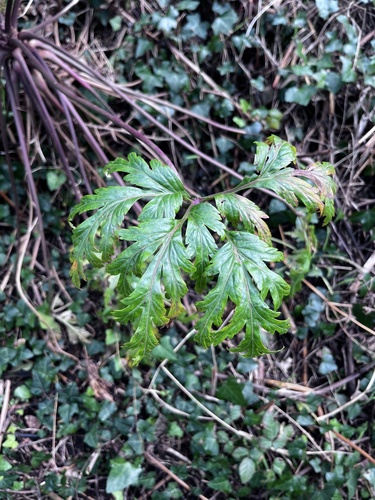 Geranium maderense