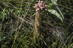 Sempervivum marmoreum