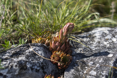 Sempervivum marmoreum