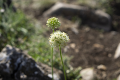 Allium denudatum