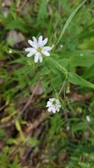 Pseudostellaria