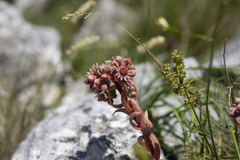 Sempervivum marmoreum