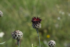 Centaurea calocephala