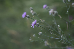 Centaurea stoebe australis