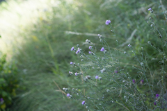 Centaurea stoebe australis