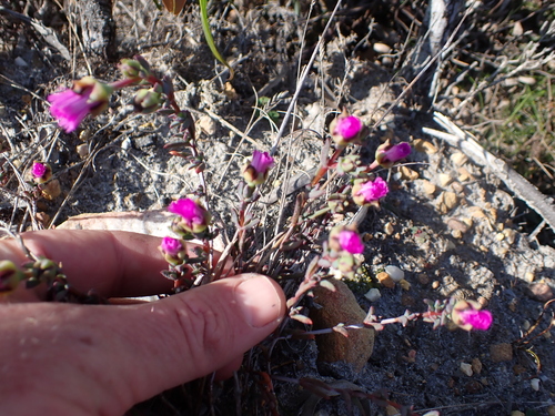 Image of Lampranthus emarginatoides by (c) Eugene Hahndiek, some rights reserved (CC BY-SA)