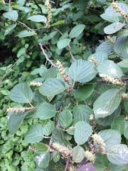 Fothergilla