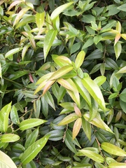 Leucothoe