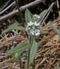 Cryptantha echinella