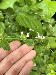 Melissa officinalis