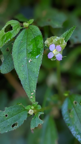 Image of Sarcopyramis napalensis by (c) 許文俊, some rights reserved (CC BY-SA)