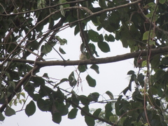 Phyllomyias sclateri