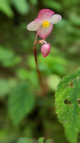 Begonia pinglinensis