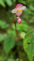 Begonia pinglinensis, photograph (c) 許文俊, some rights reserved (CC BY-SA)