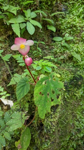 Begonia pinglinensis, photograph 2