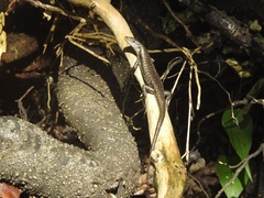 Emoia atrocostata