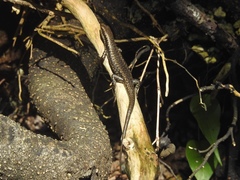 Emoia atrocostata