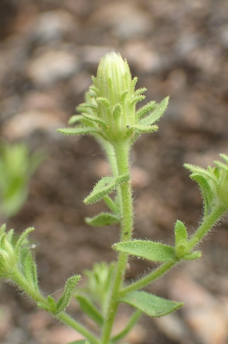 Image of Chiliadenus glutinosus by (c) Jorge Íñiguez, some rights reserved (CC BY)